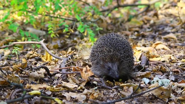hedgehog in the wild nature