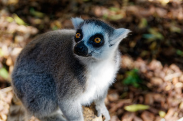 Long-tailed lemurs with huge Golden eyes