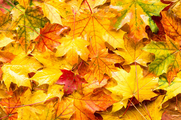 Naklejka na ściany i meble Fall leaves for an autumn background