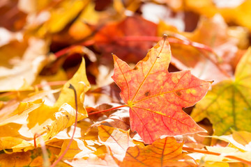 Fall leaves on forest floor