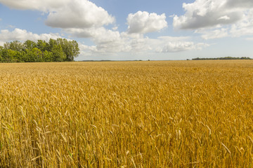 Roggenfeld bei Toreby