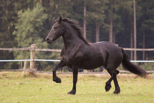 Ein schwarzer Friese l&auml;uft auf der Koppel
