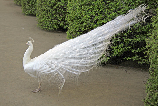 Fototapeta Head of white peacock