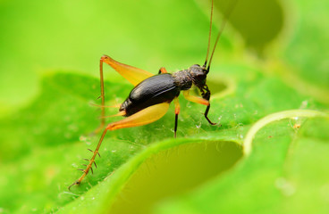 Cricket on green leaf