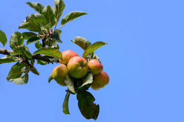 organic apples on a branch against the blue sky