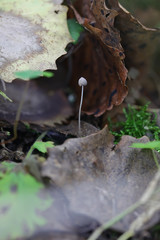 One small toadstool closeup