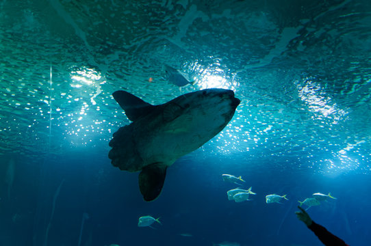 Deep-sea fish Mola-Mola, moon fish i