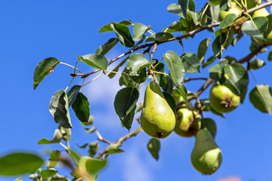 Pears hanging on the tree against the blue sky