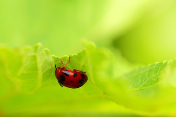 ladybug on a green leaf macro