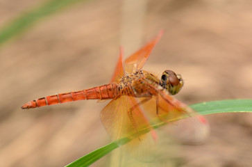 Beautiful dragonfly