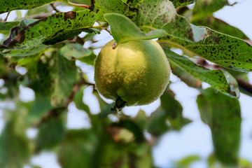 Portugal quince or pear quince in the tree (Cydonia oblonga)
