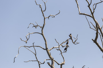 Baum der Kormorane