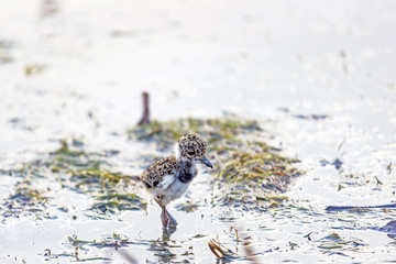 Small Southern Lapwing newly left egg walking on water