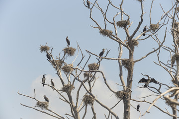 Baum der Kormorannester