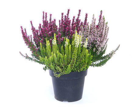 Pot de bruy&egrave;res trois coloris