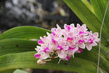 Rhynchostylis gigantea Orchids in gardern