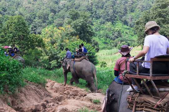 Elephant trekking through jungle in northern Thailand
