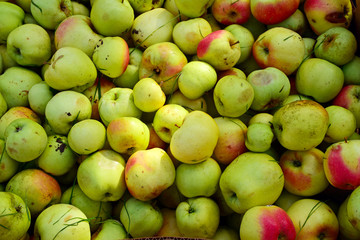  organic unwashed apples, background