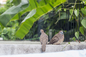 two dove stand on fence
