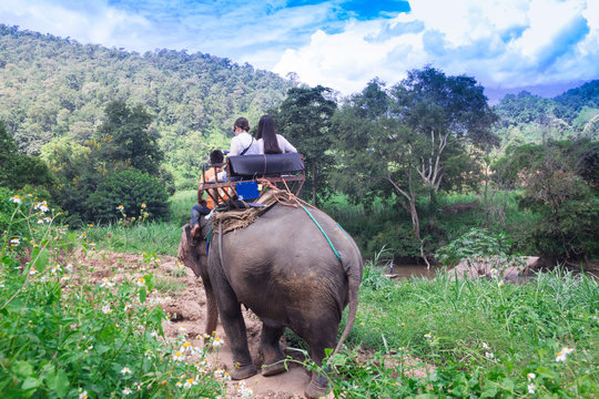 Elephant trekking through jungle in northern Thailand
