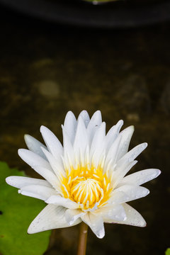 Water lily on the lake close up