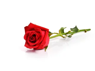 Abwaschbare Fototapete Red rose on white background © ninoninos