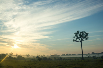 Single Tree of Brazil Nuts