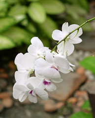 White orchid close up