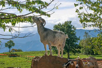 capra di montagna