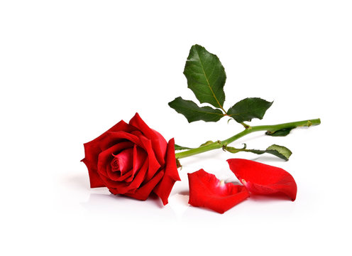 Red rose on white background