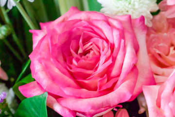 Pink rose.