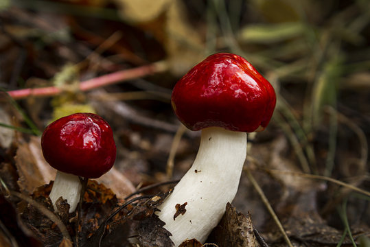 edible mushroom, russula close up