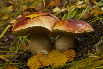 white mushroom in the forest boletus