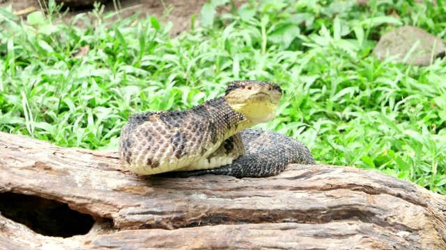 Venomous viper on an attacking position 