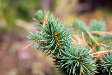 spruce