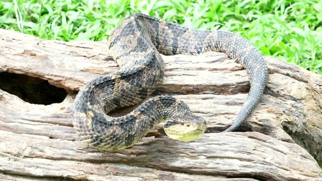 Venomous viper on an attacking position 