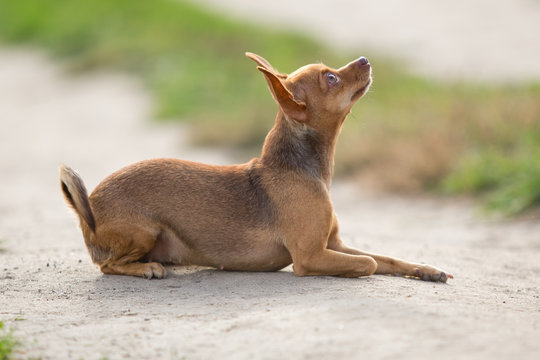 Маленькая рыжая собака лежит на песке и ждет команды хозяина