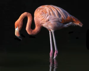 Acrylic prints Flamingo flamingo on a black background