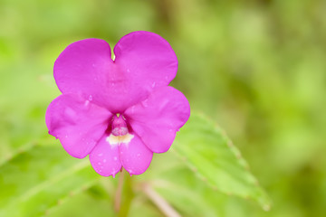 tropical pink flower