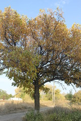 Obraz premium Autumn tree