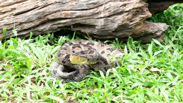 Ferdelance Pit Viper watching his target to bite. In the state of Lara, Venezuela, it is responsible for 78% of all envenomations and all snakebite fatalities.