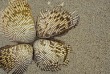 Seashells grouped into a pattern in the sand