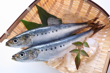 鰯