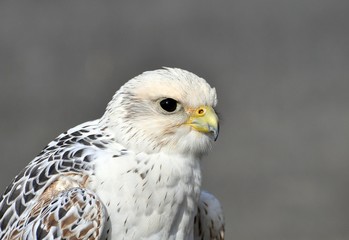 Würgfalke