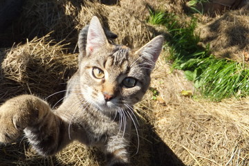 Katze sagt Guten Tag-nahaufnahme katzengesicht