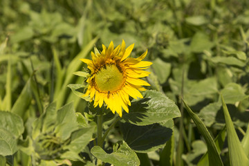 Sonnenblume und Schwebfliege