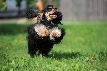 happy american cocker spaniel dog running on grass