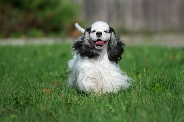 white american cocker spaniel dog outdoors