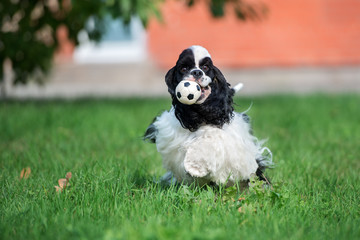american cocker spaniel dog running with a ball
