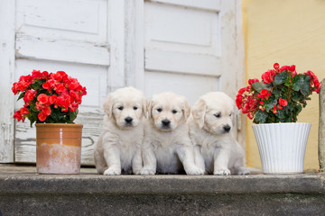 three golden retriever puppies © otsphoto
